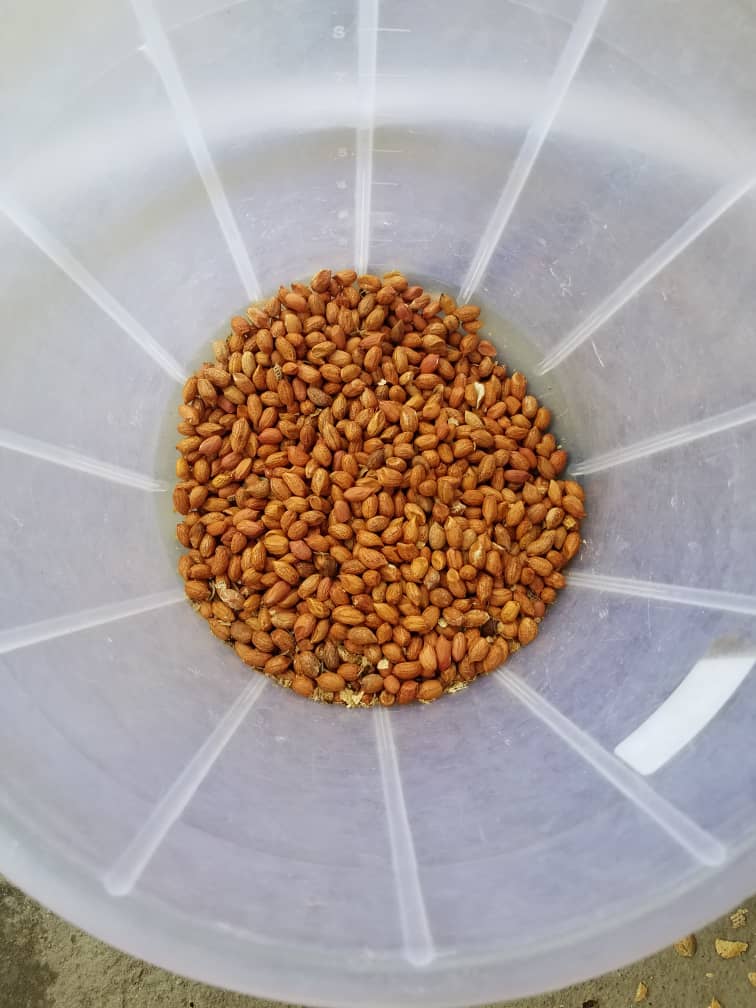 Raw peanuts